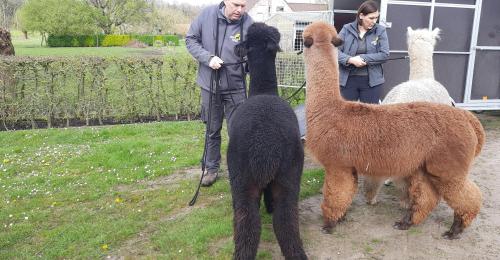 alpaca wandeling